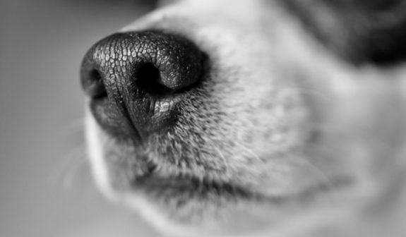 perro_1_0
